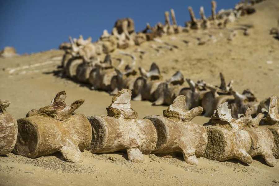 Bastet Travel Egypt Wadi Al Hitan valley of whales day Trip from Cairo
