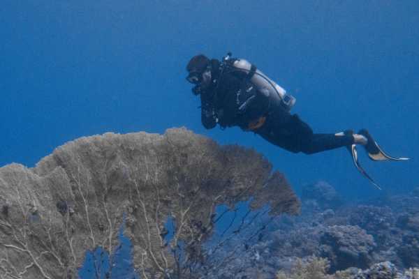 Scuba Dive (Guided Single Dive) - No equipment incl