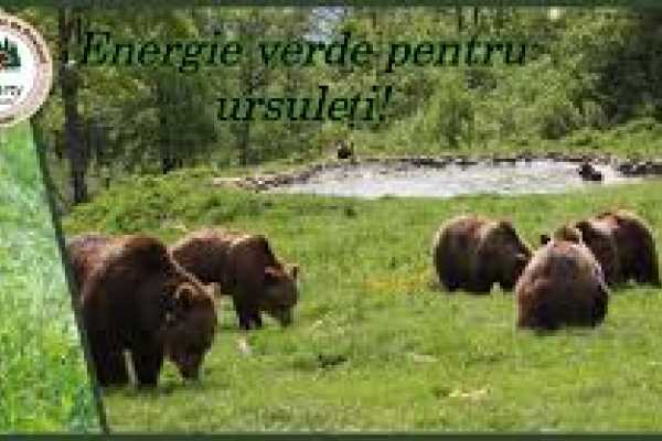 Bear Sanctuary & 7 Ladders Canyon Day Trip &ndash; Group Tour from Bucharest 2025