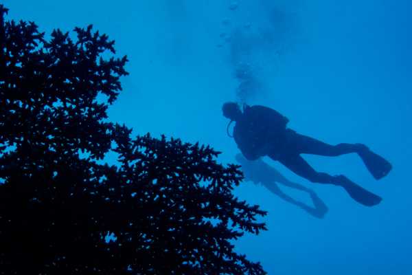 Scuba Dive (Guided Double Dive) - No equipment incl