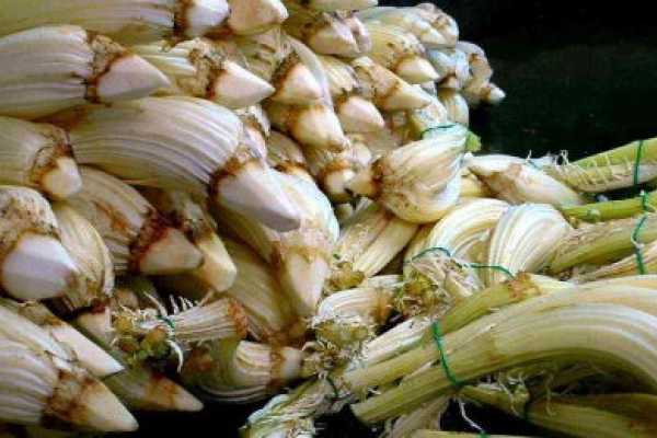 Festa del Cardo Gobbo - Corsi di Cucina