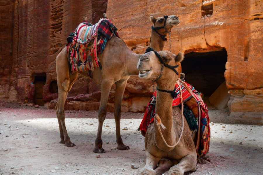 Egypt Tour packages 3 dages tur til Jordan og Petra fra Kairo