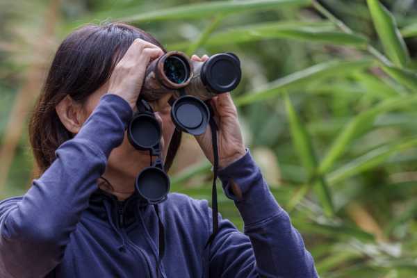 BIRDWATCHING - bosco e radure