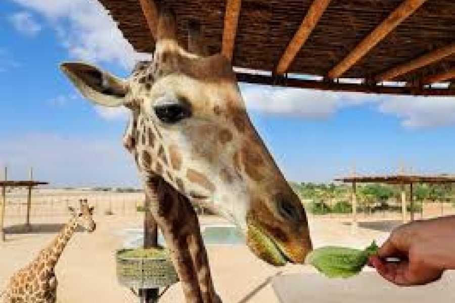 Daily tours Egypt Al Ain Zoo Abu Dhabi
