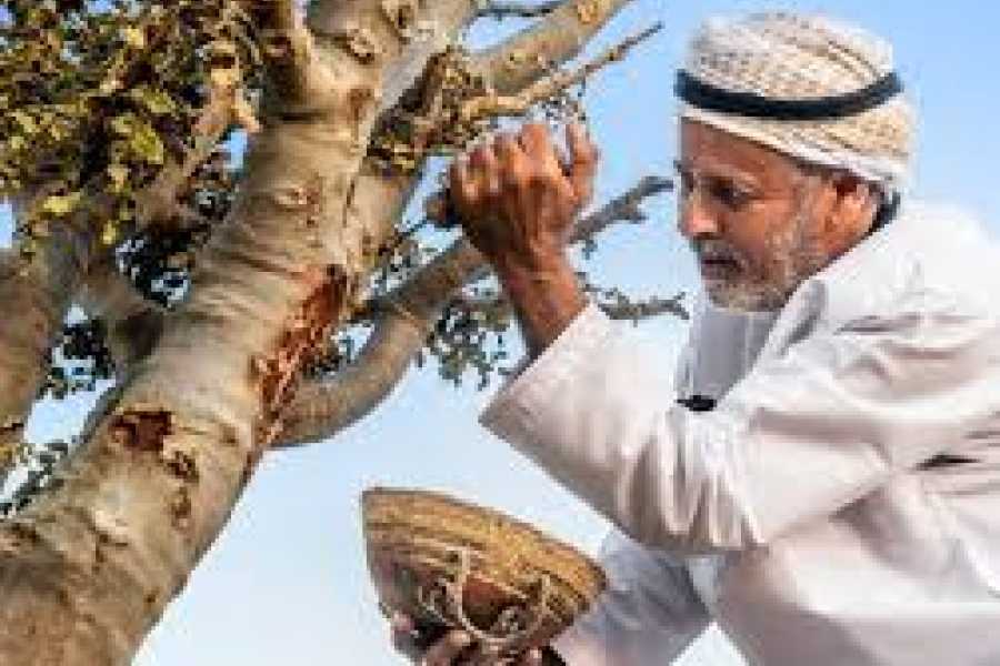 Daily tours Egypt Notes of Frankincense: A Guided Farm Experience