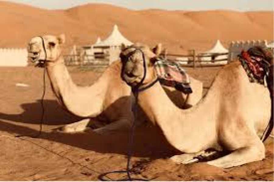 Daily tours Egypt Wahiba Wilderness Experience