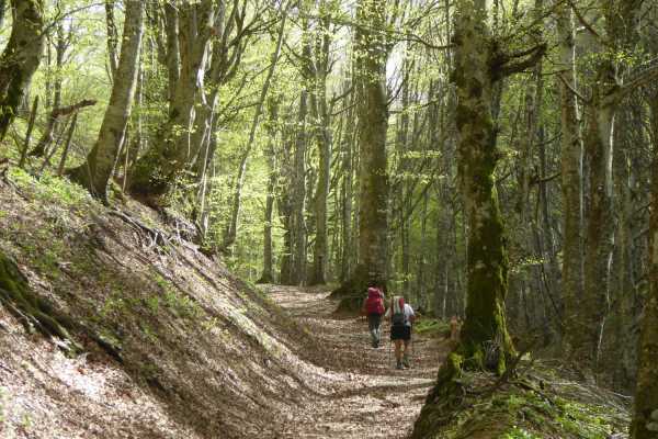 EMILIA-ROMAGNA: Nei boschi del Monte Fumaiolo, all&rsquo;Eremo di Sant&rsquo;Alberico e alla Sorgente del Tevere, Vie e Cammini di San Francesco