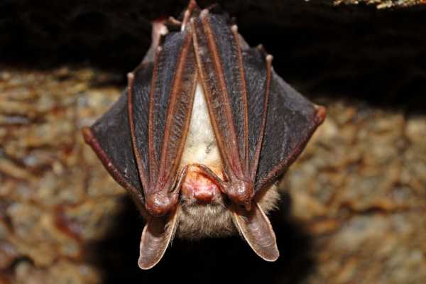 PIPISTRELLI - VOCI NELLA NOTTE