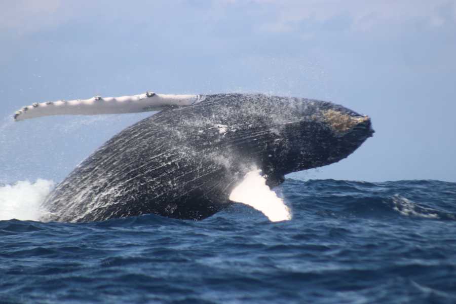 PALO SANTO TRAVEL WHALE WATCHING | PRIVATE TOUR | SUNSET | PREMIUM EXPERIENCE
