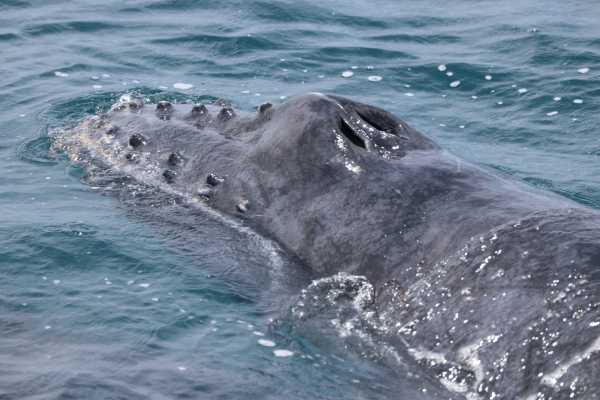 WHALE WATCHING | SUNRISE TOUR | CEVICHE |PUERTO LOPEZ