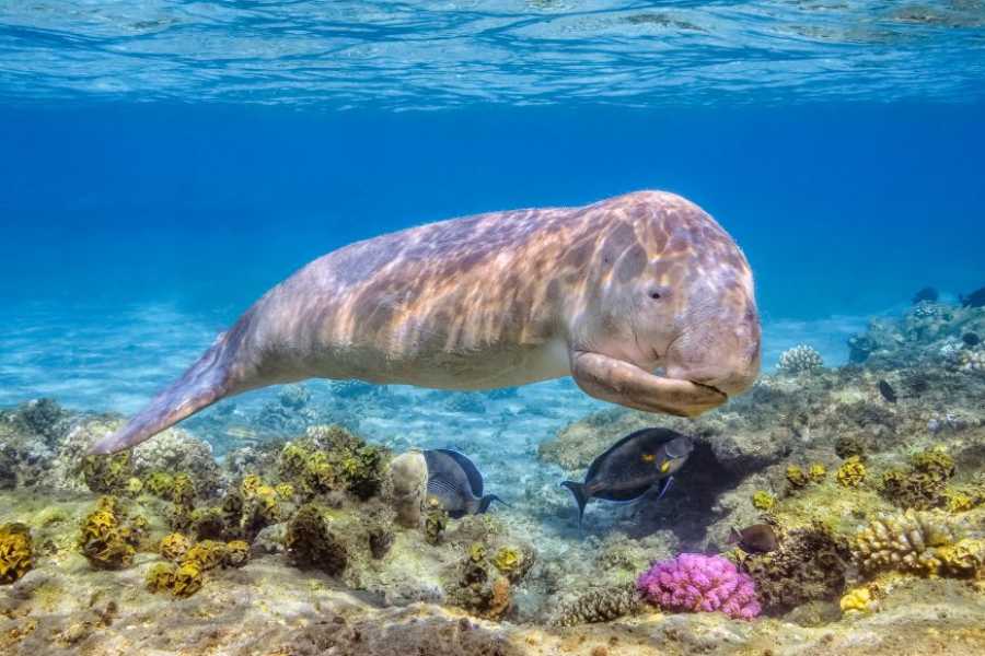 Egypt Tour packages 14 Day Egypt itinerary Nile cruise and the desert with Red Sea