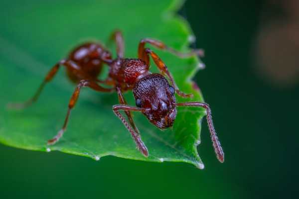 BIOWATCHING CREPUSCOLARE