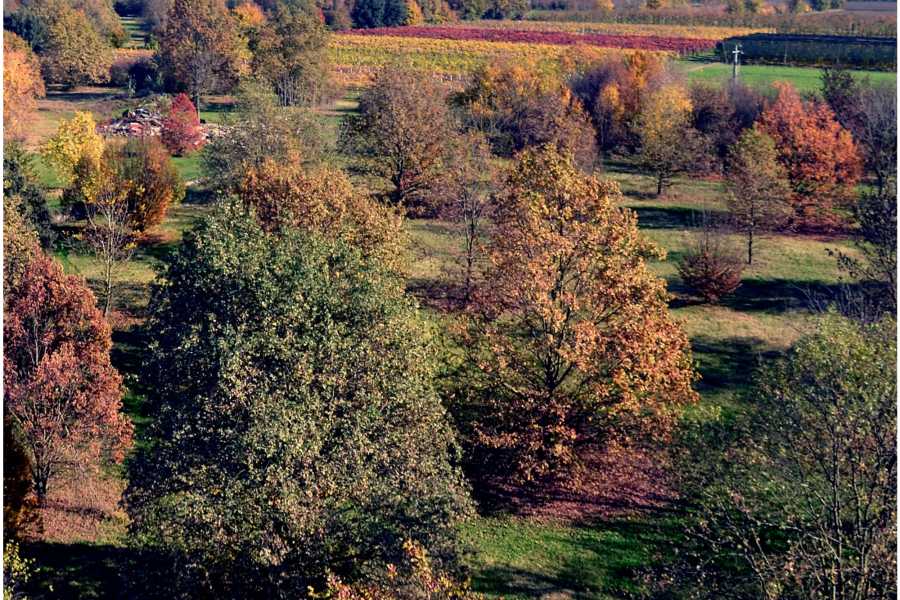 Modenatur Bosco Albergati - A Journeys among Villas and Castles