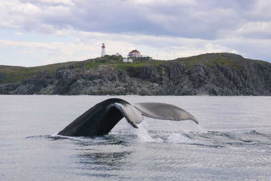 Dream Vacation Tours 12-DAY NEWFOUNDLAND DREAM TOUR