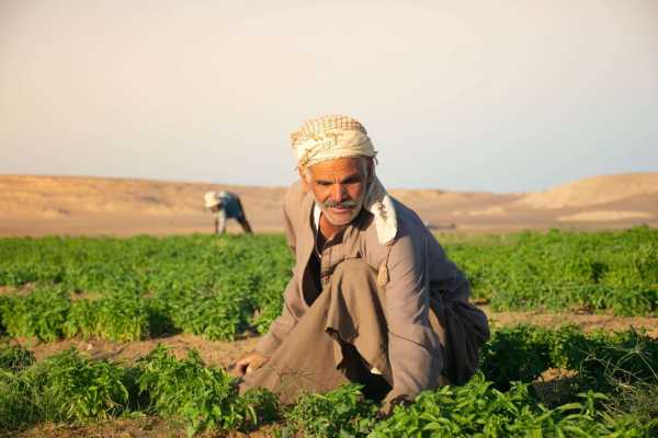 8 Days Trip Cairo and the valley of the whales