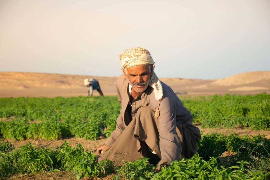 Egypt Tour packages 8 Days Trip Cairo and the valley of the whales