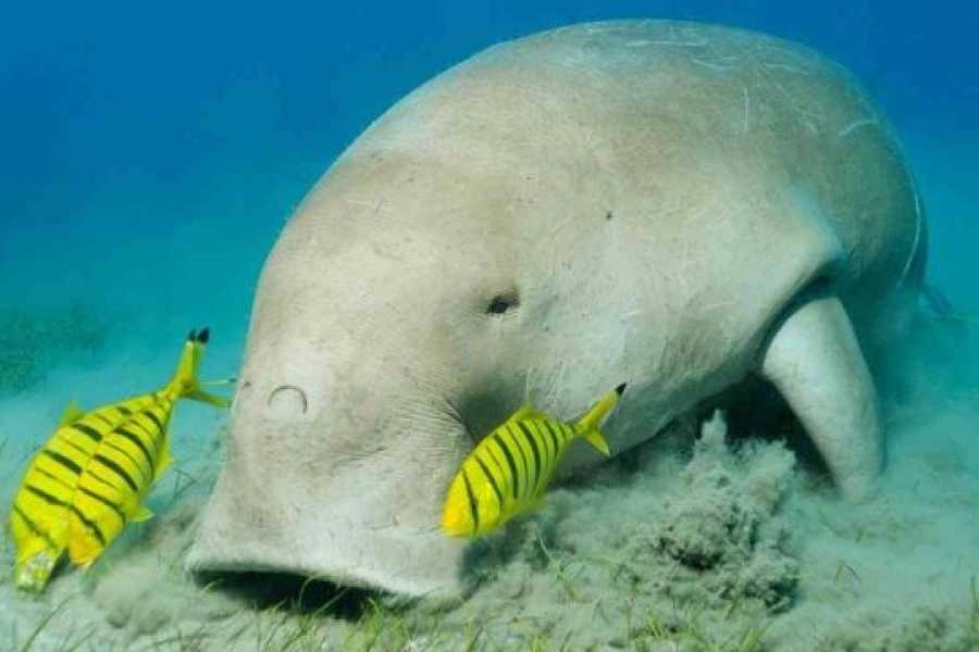 Marsa alam tours Find the Dugongt from Abu Dabab beach by speedboat from Hurghada