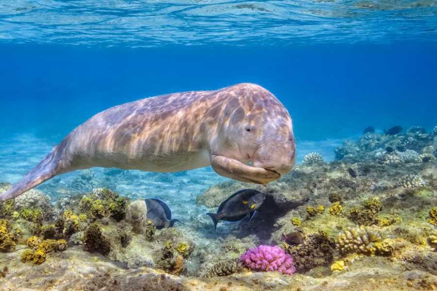 Egypt Tour packages 14 Day Egypt itinerary Nile cruise and Alexandria with Red Sea