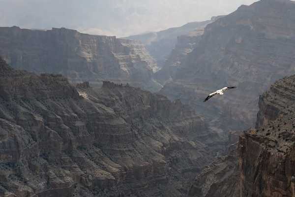 Master Your Mountain