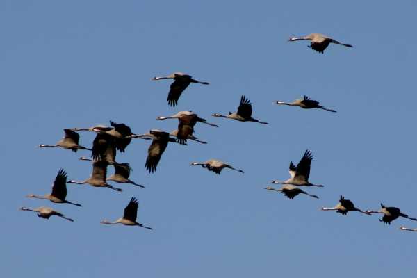 BIRDWATCHING- speciale autunno