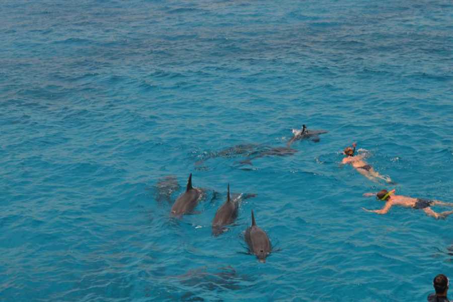Marsa alam tours Dolphin house activity From Hurghada