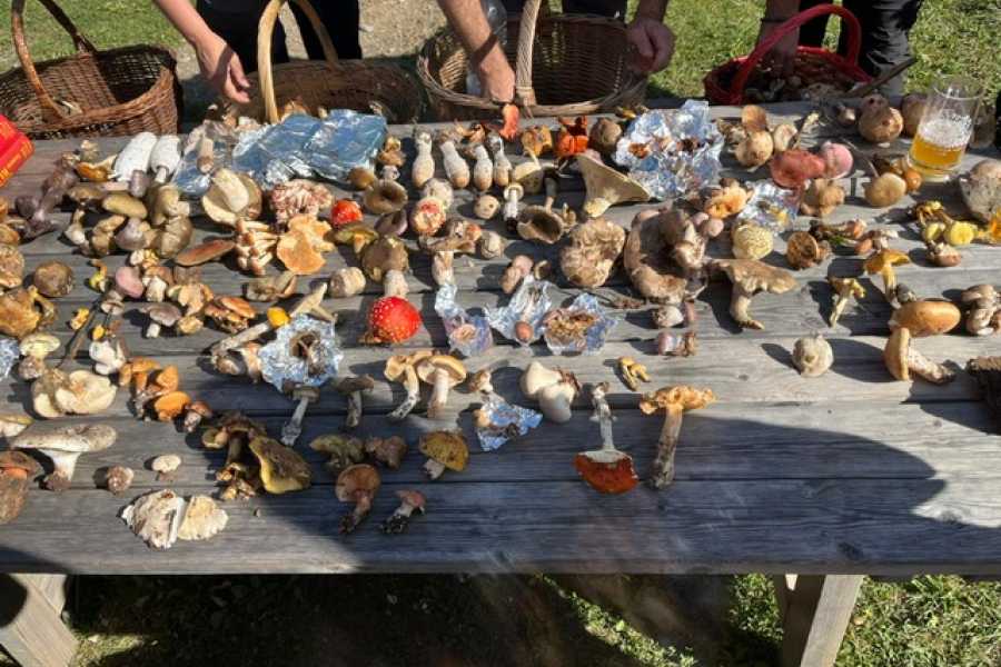 Modenatur Un magico viaggio nel regno dei funghi