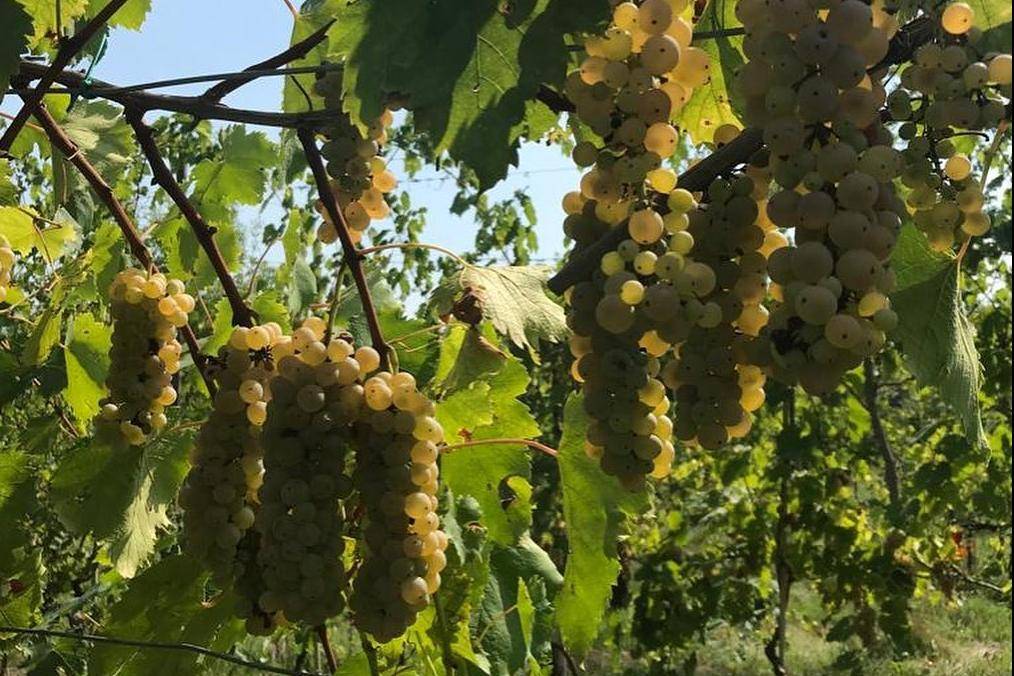 Vini naturali e sapori autentici - Speciale Weekend del gusto