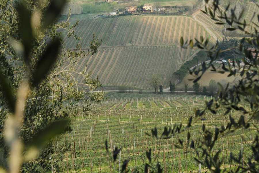 Bologna Welcome - eXtraBo Vini e tradizione tra vigneto e cantina - Speciale Weekend del gusto