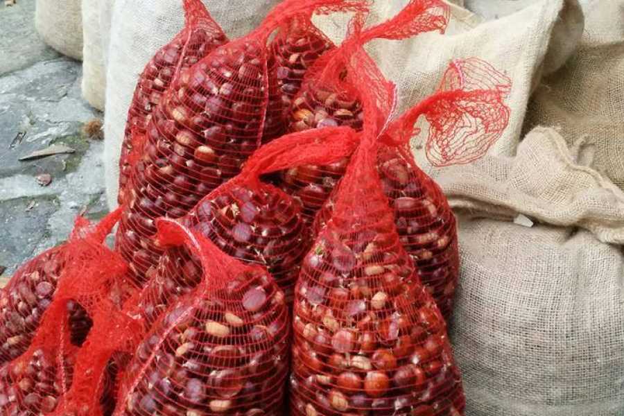 Bologna Welcome - eXtraBo Castagne da scoprire: passeggiata, raccolta e degustazione - Speciale Weekend del gusto