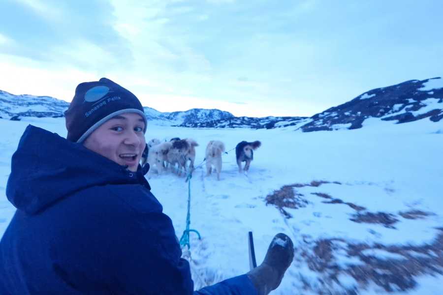 Diskobay Tours Hundesl&aelig;detur, 1,5 time - m. guide