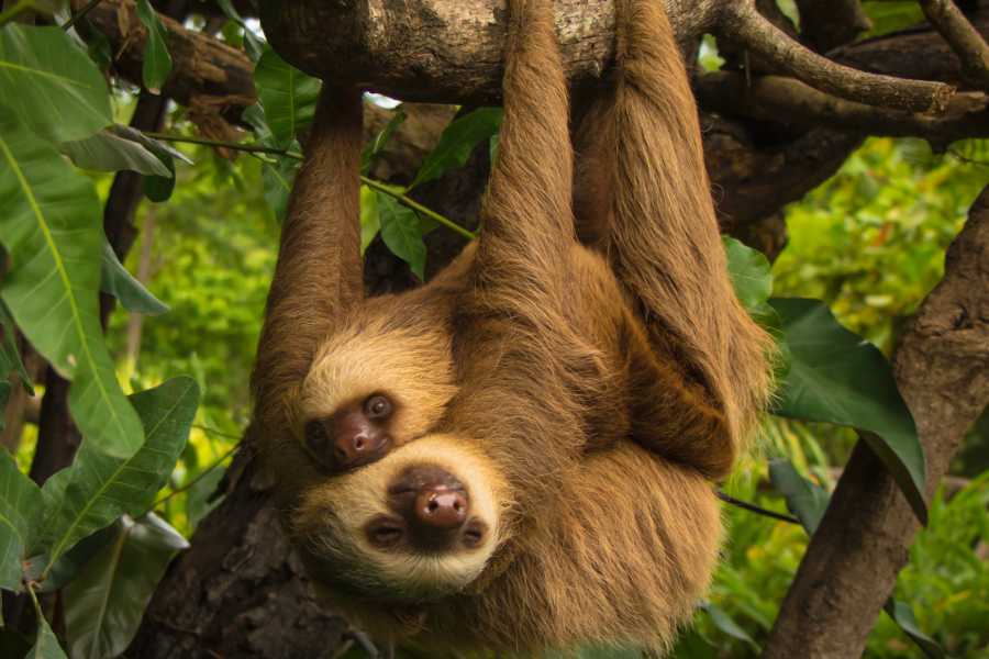 Tour Guanacaste Diamante Animal Sanctuary and Cultural Day Pass