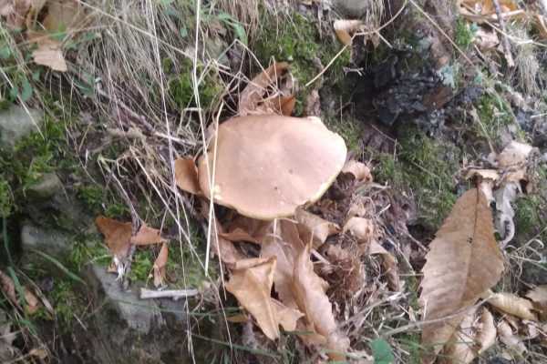 Il magico mondo dei funghi