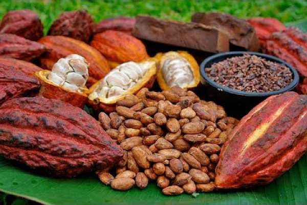 Bijagua Coffee and Chocolate Experience