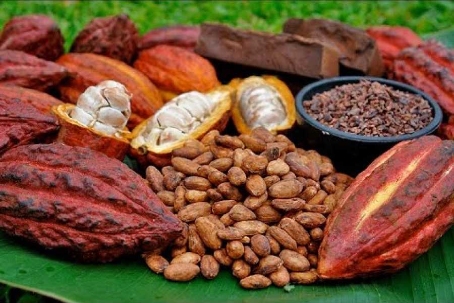 Tour Guanacaste Bijagua Coffee and Chocolate Experience