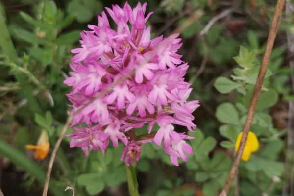 Garden of Aromas &ndash; Wine & Flowers Pairing