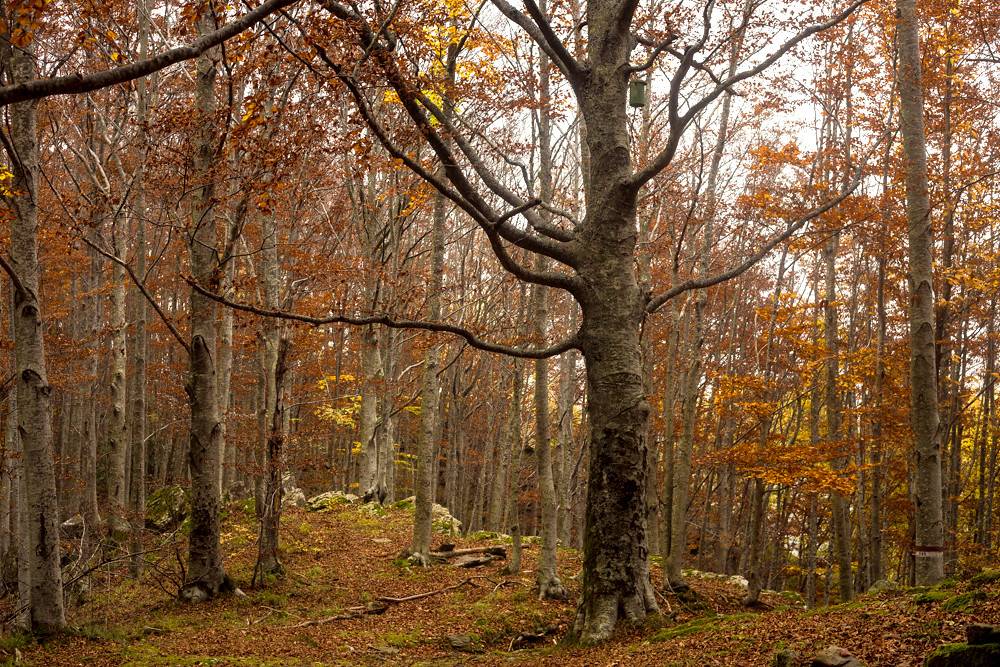 I colori d’autunno al Corno alle Scale - Foliage Tour