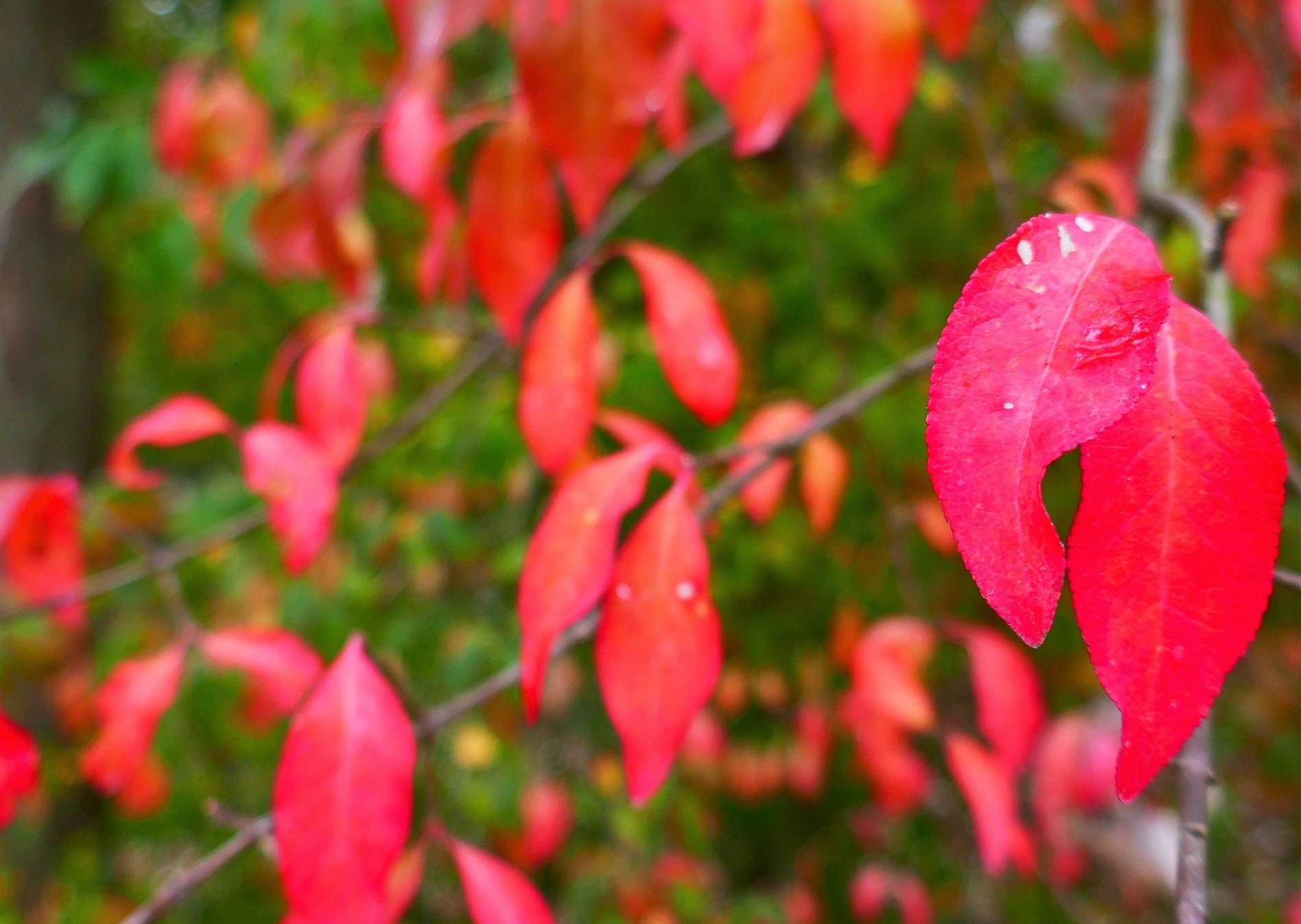 I sentieri dorati del Dosolo - Foliage Tour