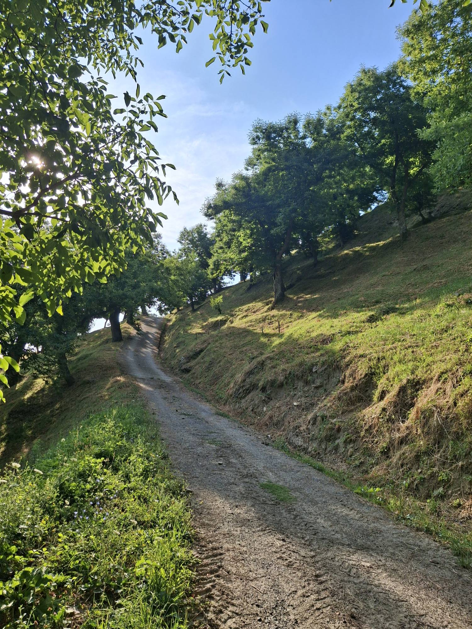 Sentieri d'autunno nel castagneto di Castel del Rio - Foliage Tour