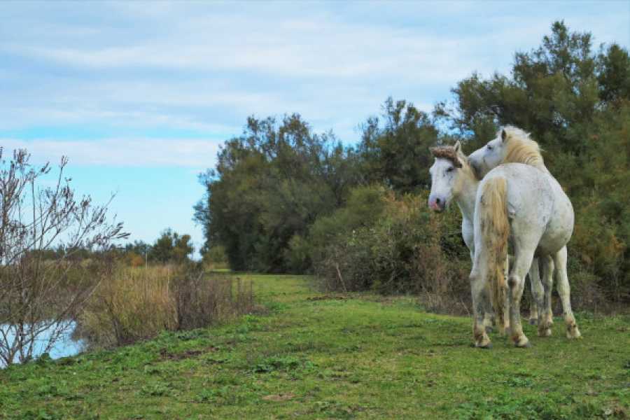 BOSCOFORTE TRA CIELO E TERRA