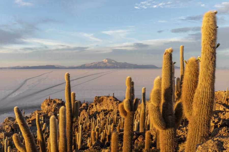 buhostours Desde La Paz:  Uyuni 1 día + Billete de bus