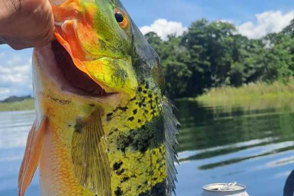 FILACP134 Gatun Lake Fishing 3h boat trip