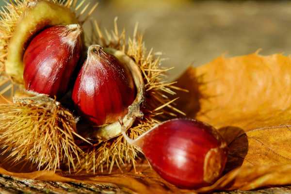 A Castel d&rsquo;Alfero fra storia e castagne