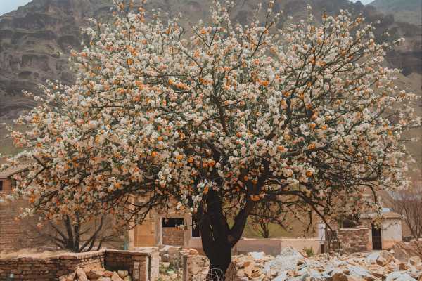 Snake Canyon & Apricot Blossom