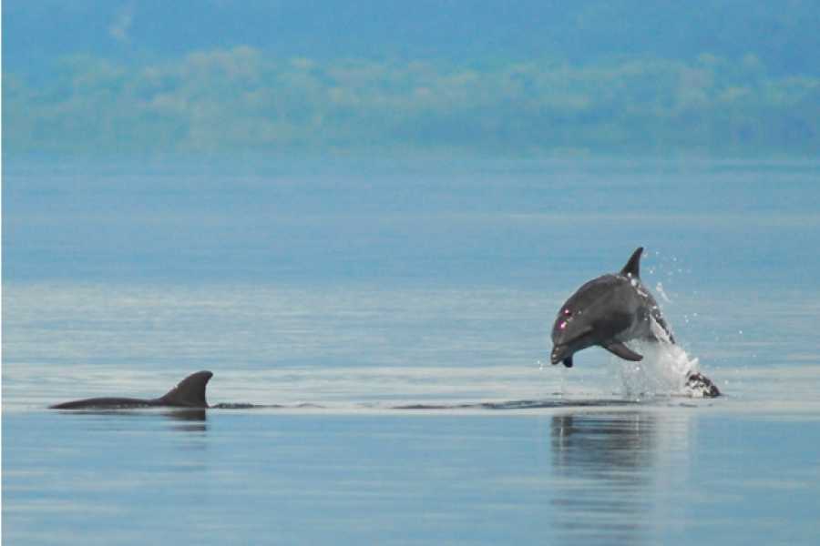 Aventuras Golfo Dulce Tour de Avistamiento de Delfines en Golfo Dulce | Aventuras Golfo Dulce