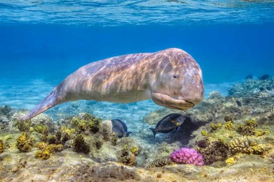 Egypt Tour packages 14-Day Egypt Highlights Tour: Cairo, White Desert, Nile Cruise & Marsa Alam