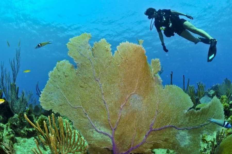 Egypt Tour packages 16 dages Egypten-rejseplan: Nilkrydstogt, &oslash;rkenen og R&oslash;dehavet