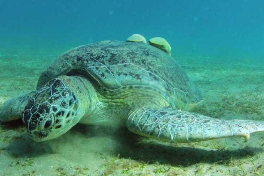 Egypt Tour packages 9-Day Egypt Tour: Cairo Pyramids & Marsa Alam Red Sea
