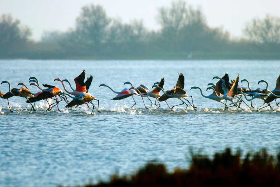 Emilia Romagna Welcome Parco del Delta del Po e Comacchio. La piccola Venezia del Delta