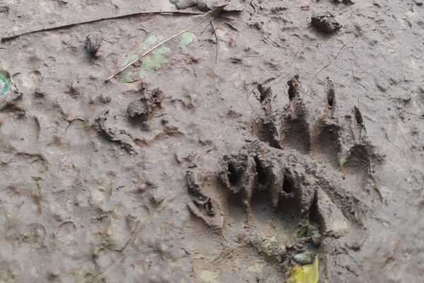 Le tracce del bosco- Riserva Naturale delle Baragge