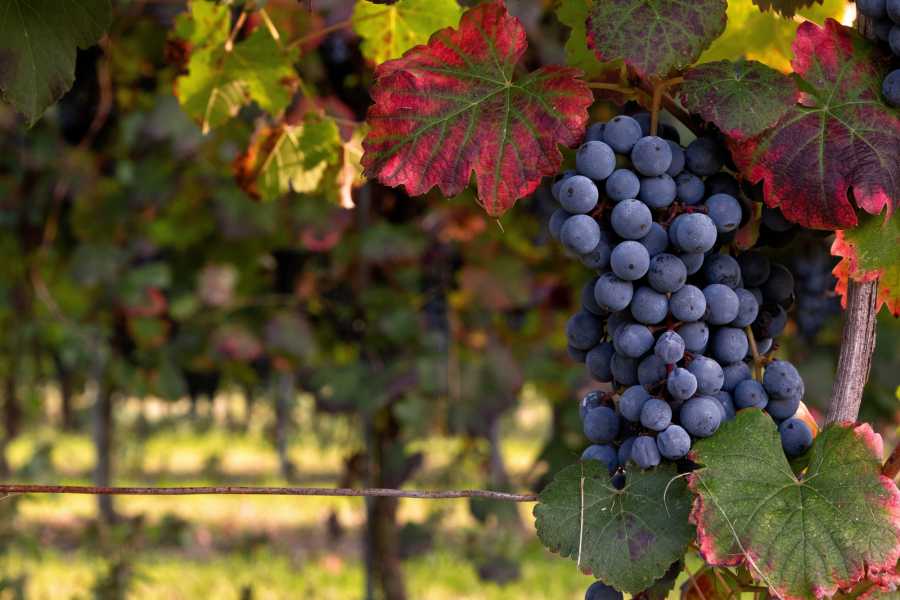 Modenatur Visita guidata in cantina - RADUNO 187&deg; CORSO FERMEZZA